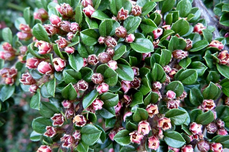 Cotoneaster horizontalis